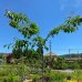 Prunus serrulata, Čerešňa okrasná ´KIKU SHIDARE´, kont. C15L, výška: 200-250 cm (-30°C)